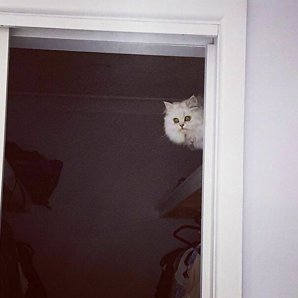 Ceiling Cat Is Watching You