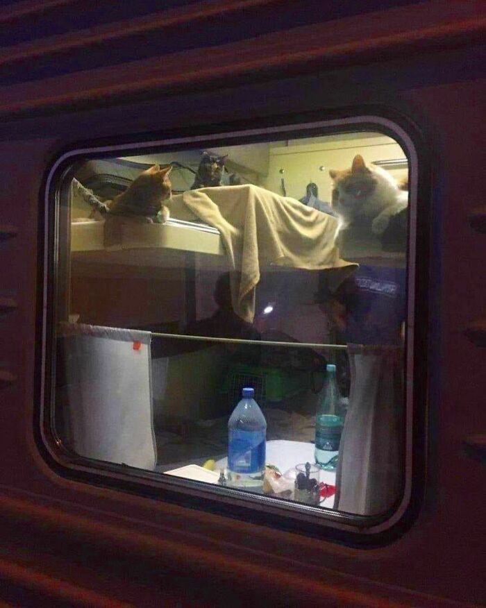 Nonsense-Animal-Pics