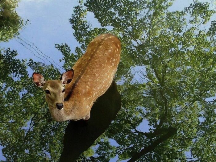 Nonsense-Animal-Pics