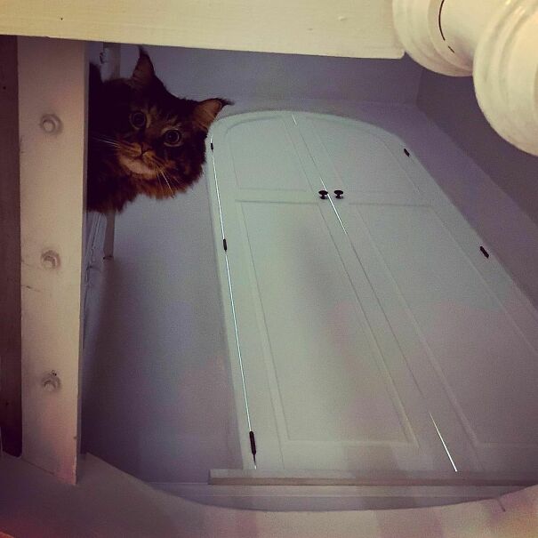 Ceiling Cat Is Watching