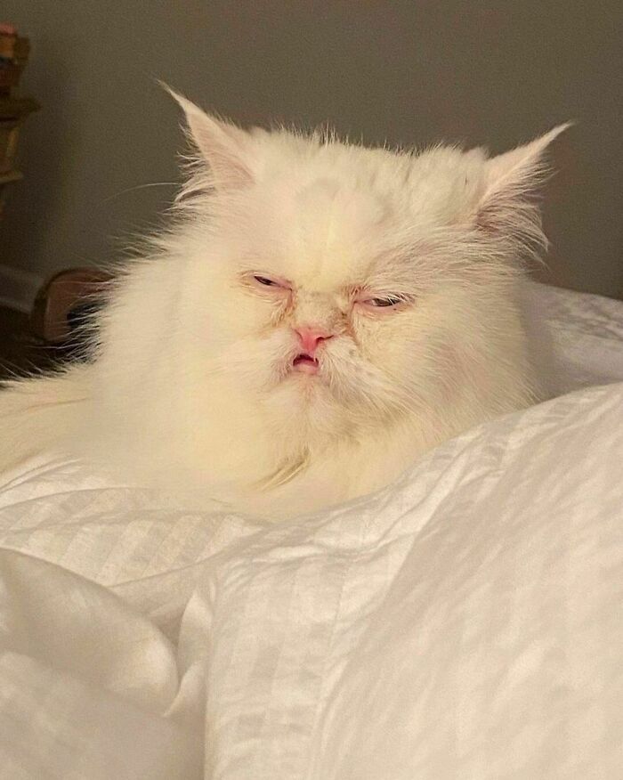 Nonsense-Animal-Pics