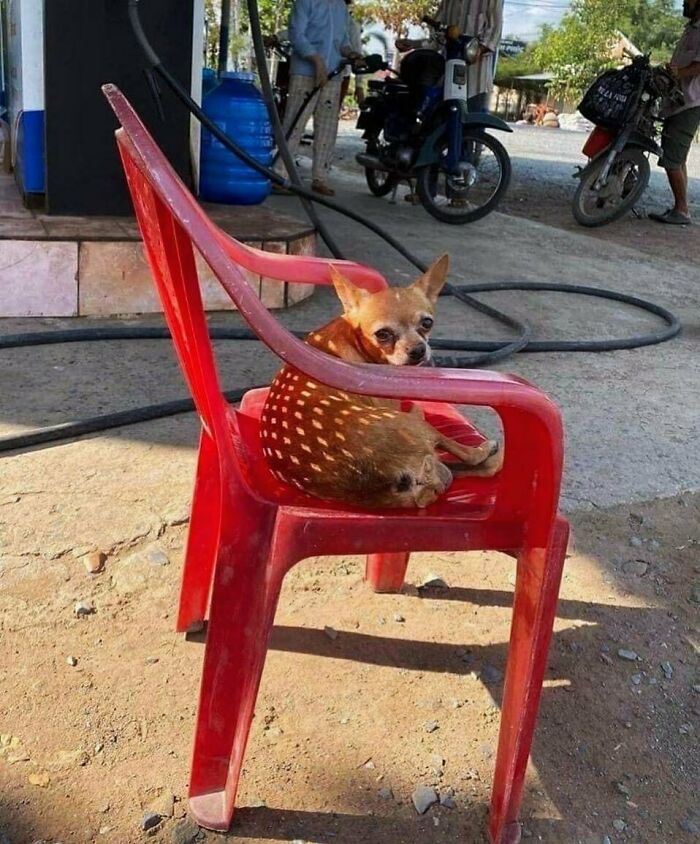 Nonsense-Animal-Pics