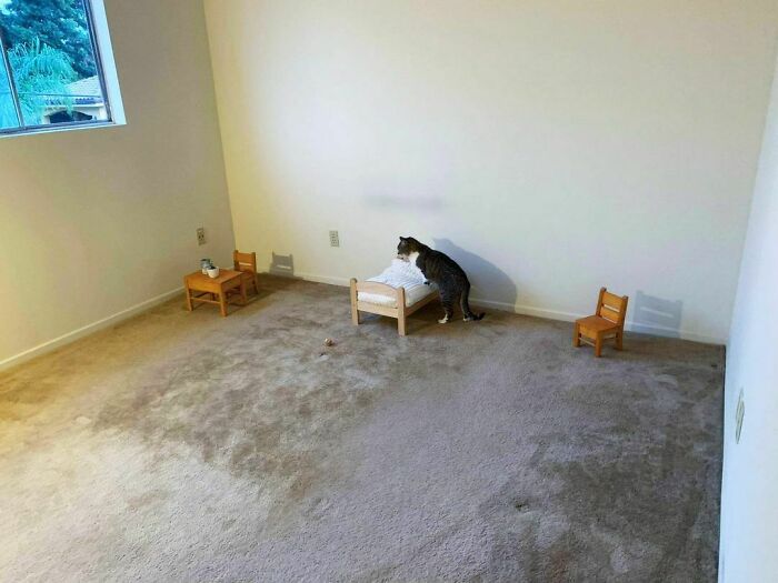 Nonsense-Animal-Pics