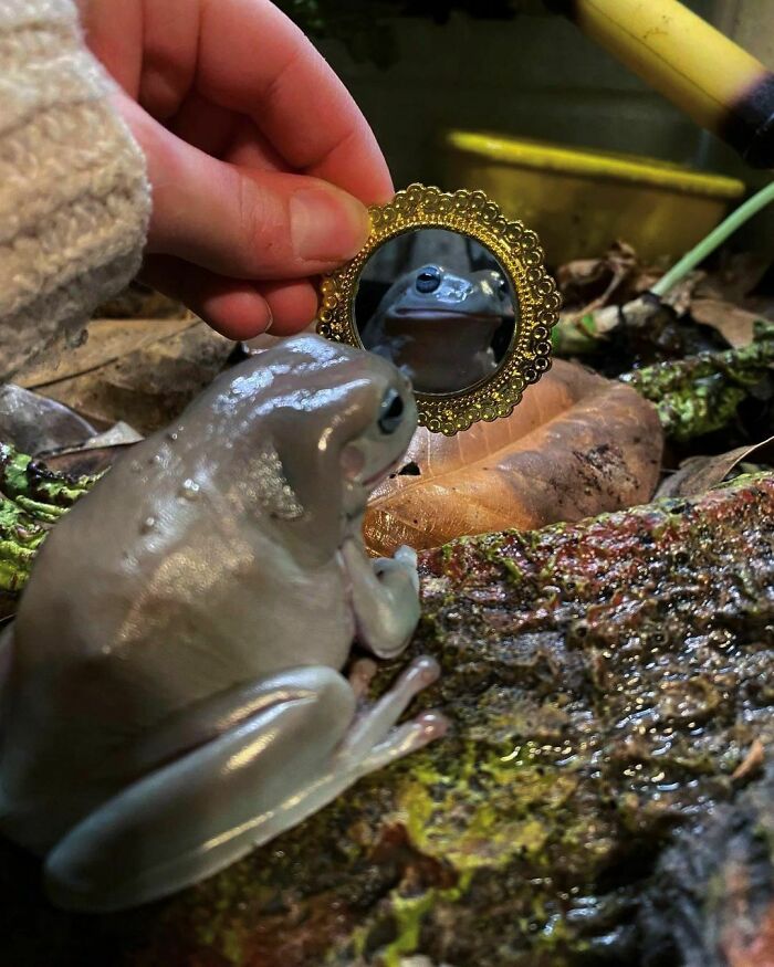 Nonsense-Animal-Pics