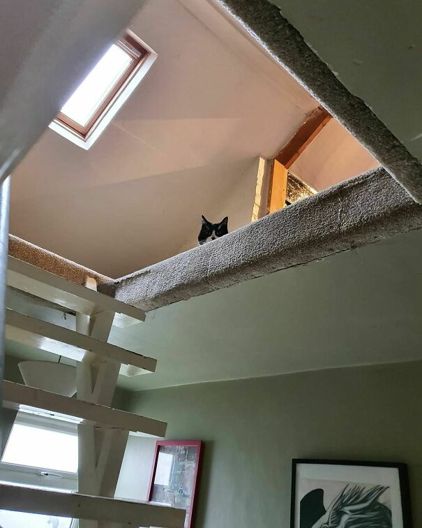 Ceiling Cat. Always Watching