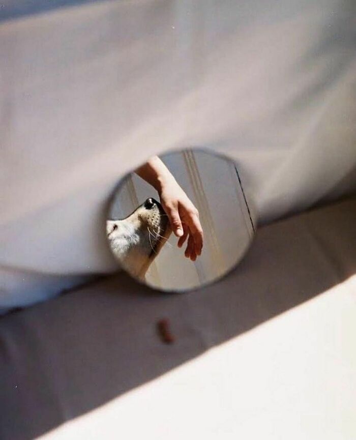 Nonsense-Animal-Pics