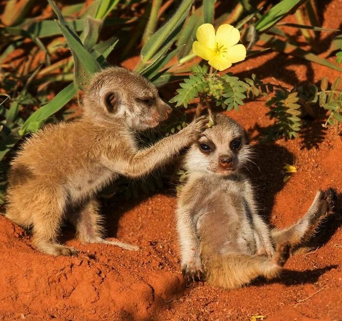 Nonsense-Animal-Pics