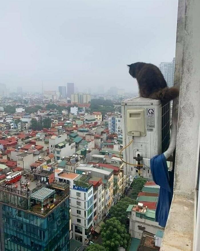 Nonsense-Animal-Pics