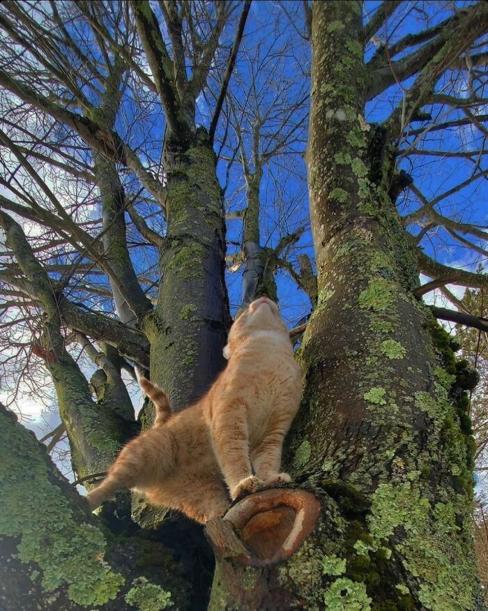 Nonsense-Animal-Pics