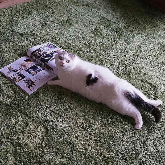 Nonsense-Animal-Pics