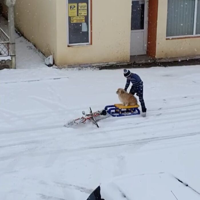 Nonsense-Animal-Pics