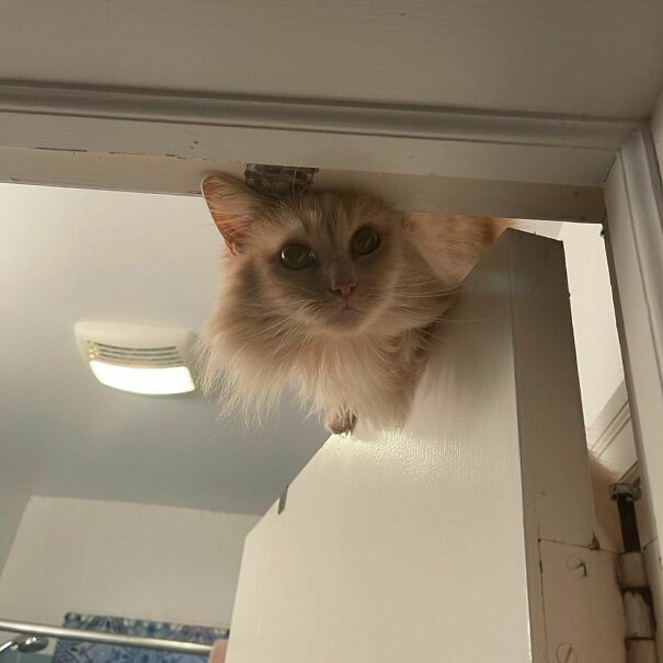 Getting Ready To Audition For The Role Of Ceiling Cat