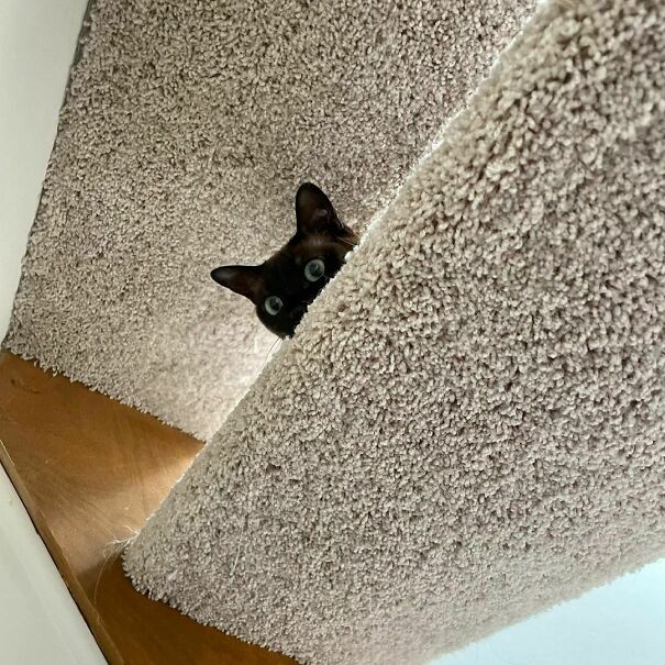 I Am Ceiling Cat