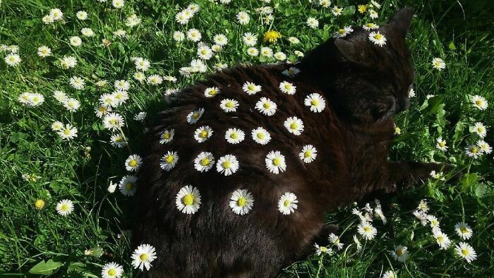 Nonsense-Animal-Pics