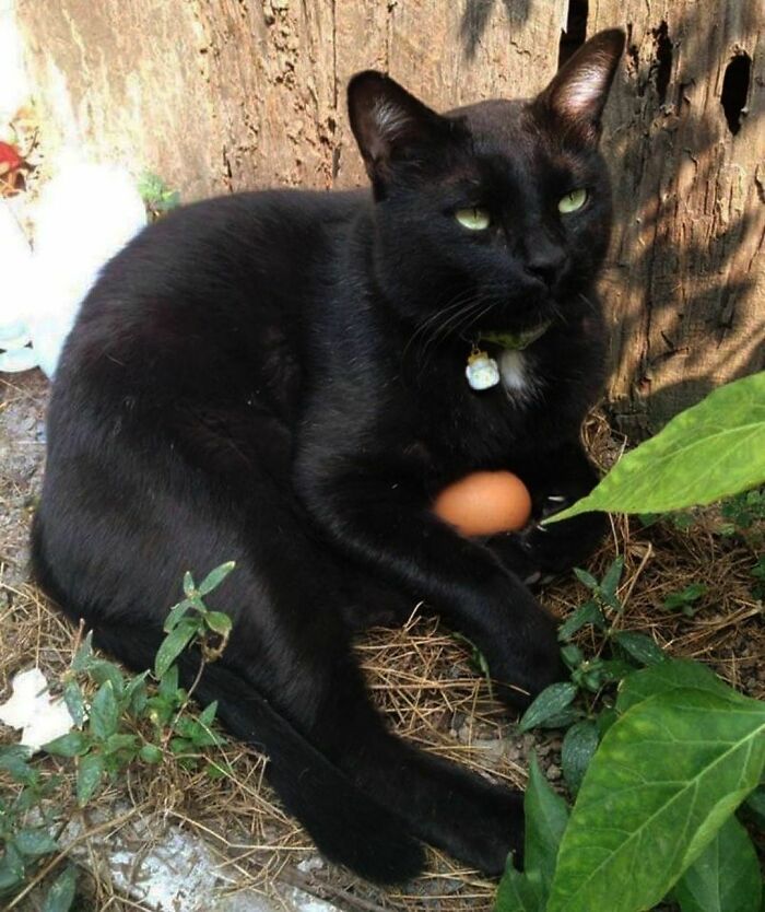 Nonsense-Animal-Pics