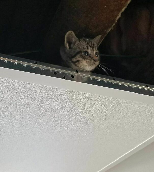Not My Normal Subject, But Ceiling Kitten Was Very Happy To See Me