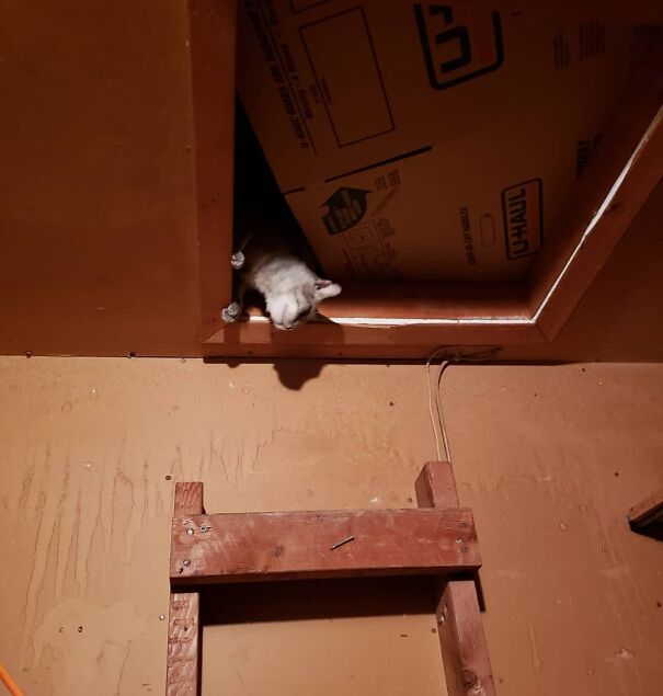 Vinnie Really Enjoys Hanging Out In The Attic