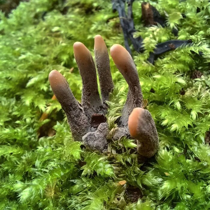 Dead Man Fingers Fungus