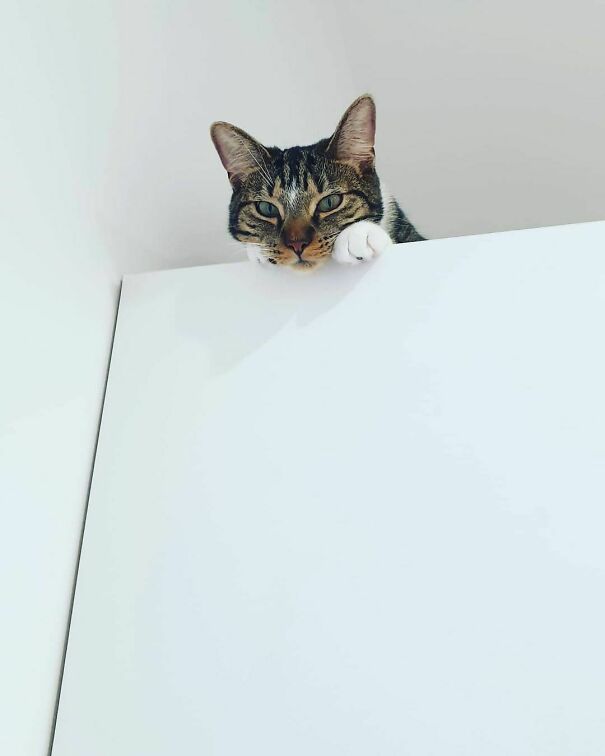 Red's Turn To Be Ceiling Cat