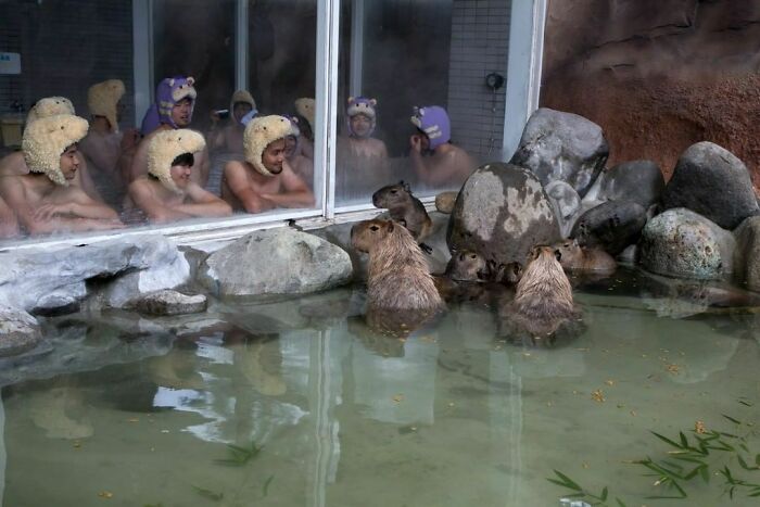 Nonsense-Animal-Pics