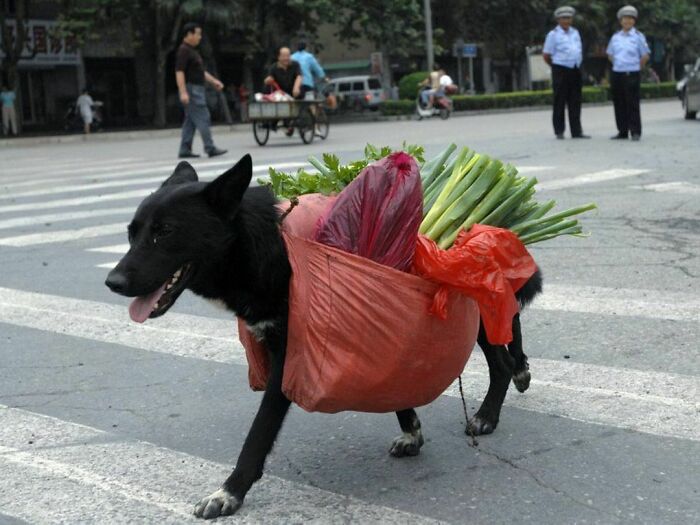 Nonsense-Animal-Pics