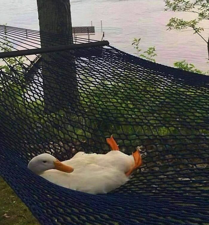 Nonsense-Animal-Pics