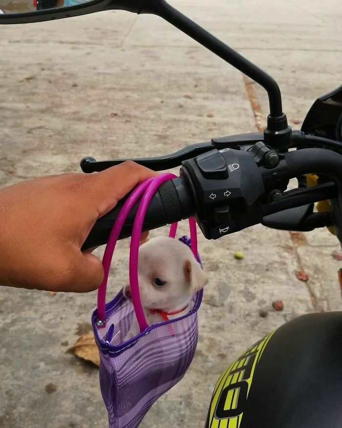 Nonsense-Animal-Pics