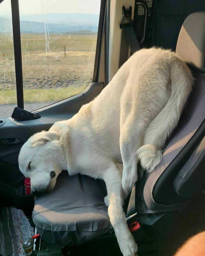 Nonsense-Animal-Pics