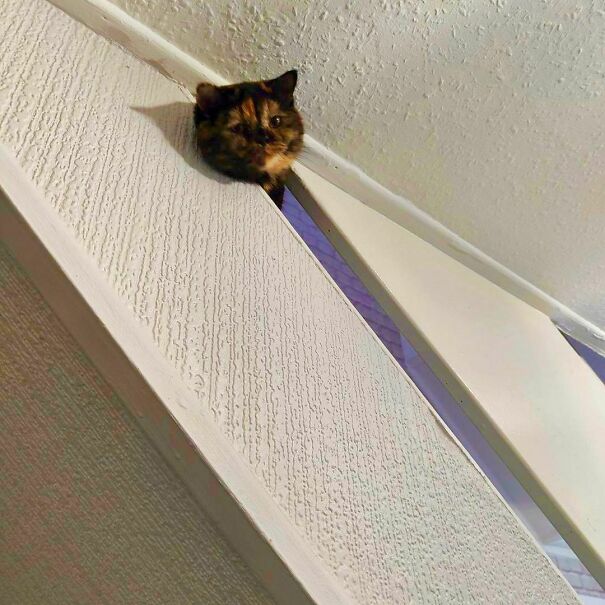 Mocha Is Ceiling Cat