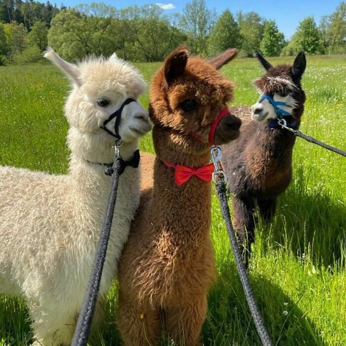 Have You Ever Done An Alpaca Walk?