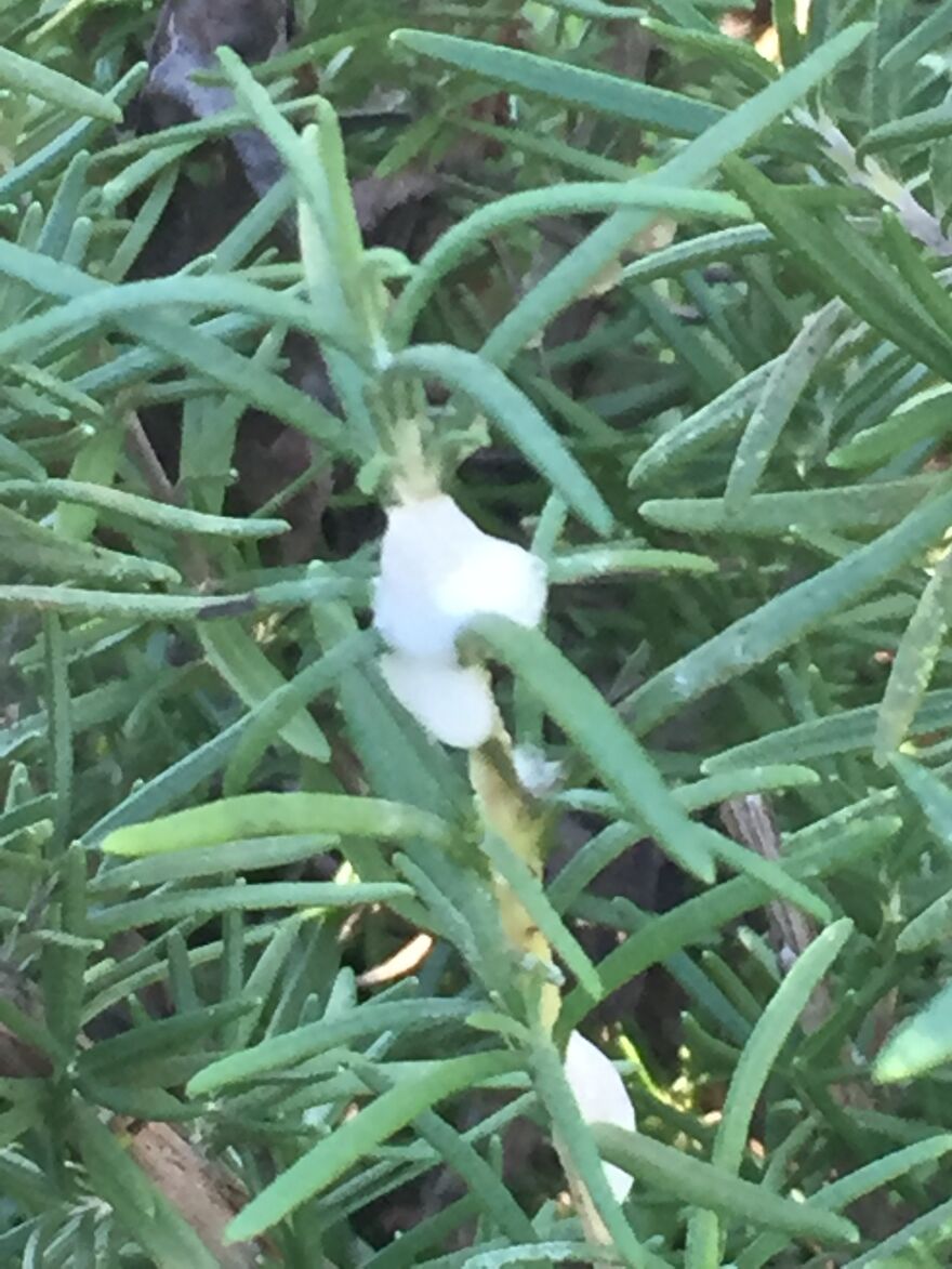 32 Ish Photos I Took Of Stuff In My Backyard This Afternoon