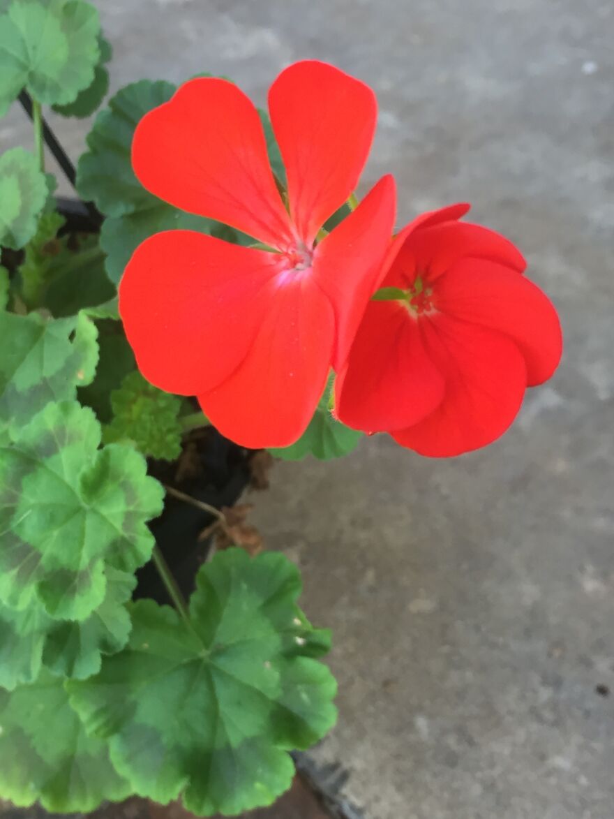 32 Ish Photos I Took Of Stuff In My Backyard This Afternoon