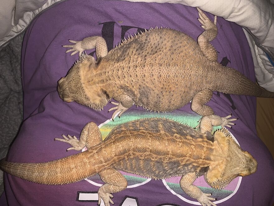 Size Comparison. Top- 2 Year Old Male, Bottom 7 Year Old Rescued Female. They Get Along Only When They Are Groggy And Laying On Mom Or Dad At Night.