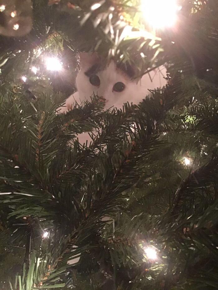 Cat In The Christmas Tree. Classic.