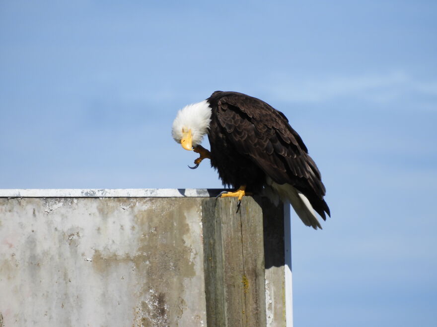 Bald Eagle, Taken In Washington State