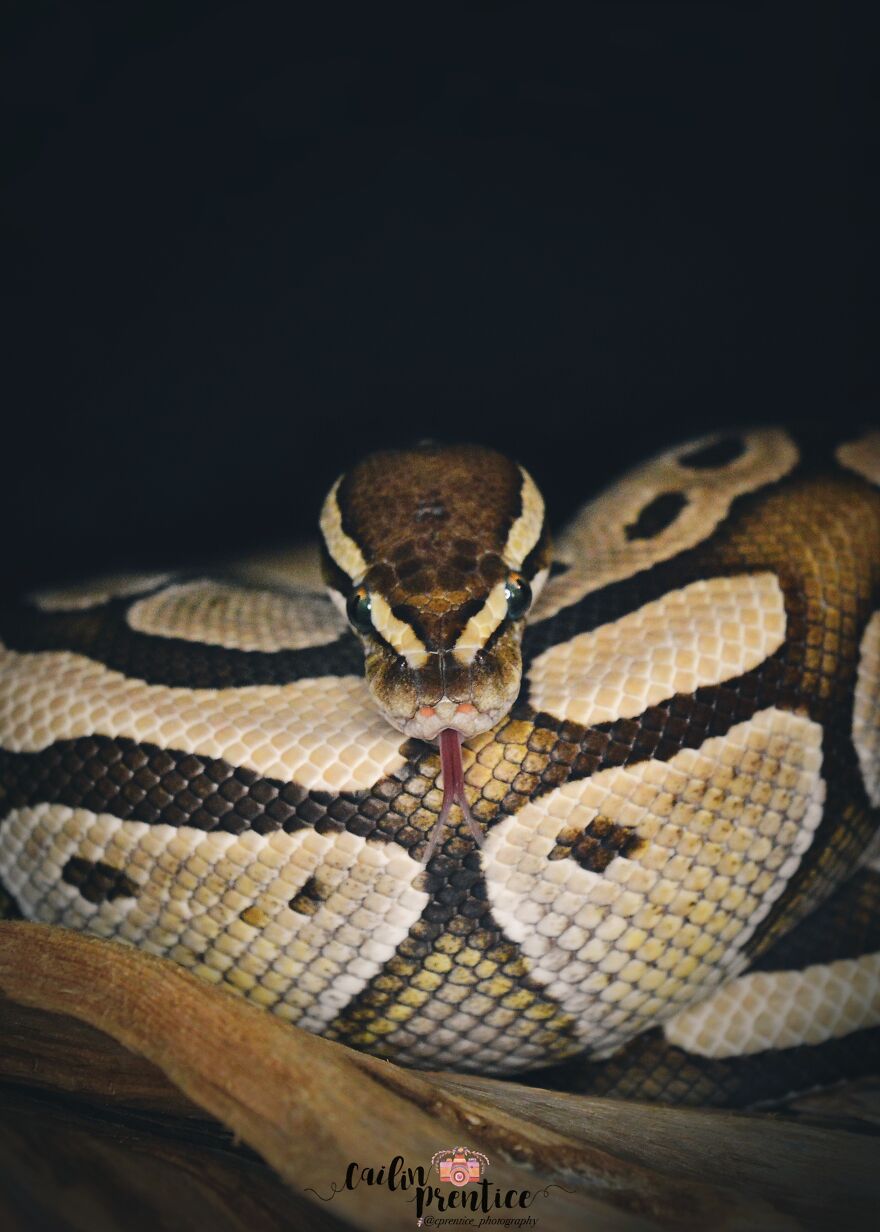 My Sisters Snake, Ophion