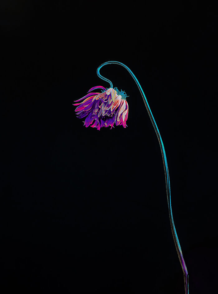 остроконечная. Flowers fade. Bible verse wallpaper. девушка рояль вода. Wild flowers 2015.