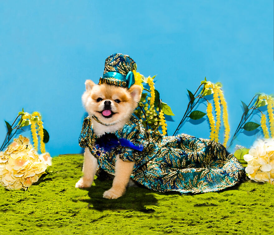 Canines In Haute Couture During New York Fashion Week
