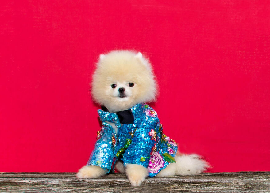 Canines In Haute Couture During New York Fashion Week Canines In Haute Couture During New York Fashion Week