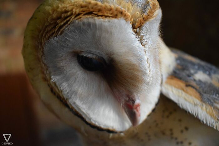 Barn Owl - Close-Up