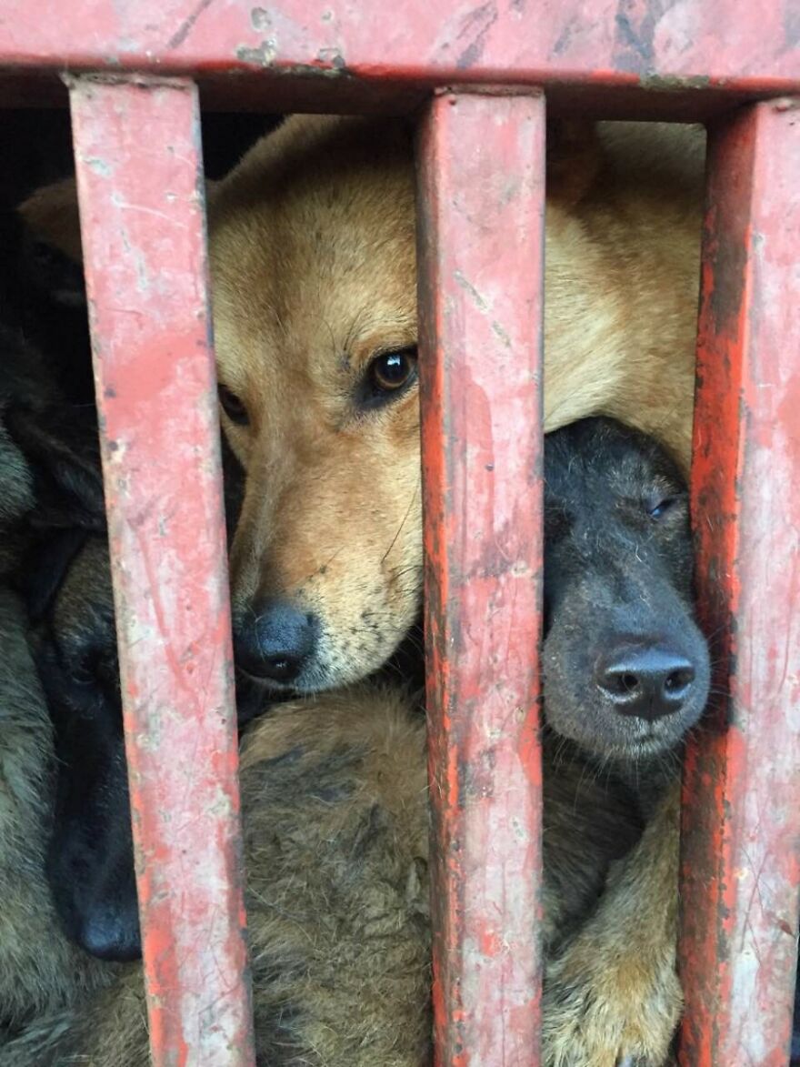 Dogs Experience Care And Love For The First Time After Being Saved From A Meat Farm Dogs Experience Care And Love For The First Time After Being Saved From A Meat Farm