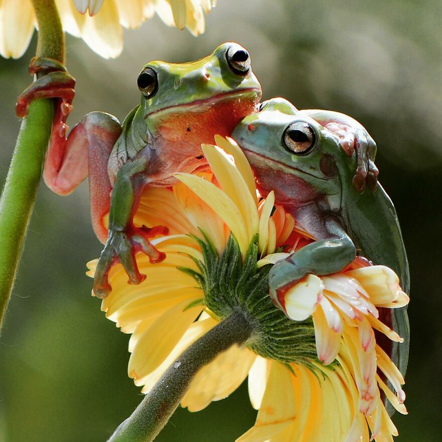 Photographer Takes Pictures Of Small Frogs Using Flowers As Umbrellas And Goes Viral