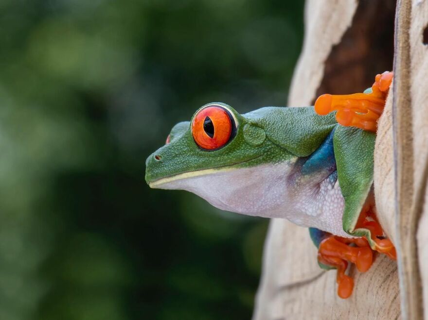 Photographer Takes Pictures Of Small Frogs Using Flowers As Umbrellas And Goes Viral