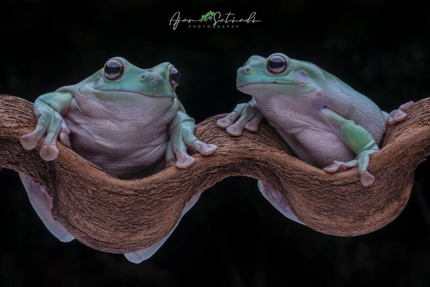 Photographer Takes Pictures Of Small Frogs Using Flowers As Umbrellas And Goes Viral