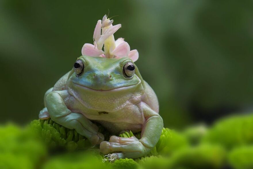 Photographer Takes Pictures Of Small Frogs Using Flowers As Umbrellas And Goes Viral