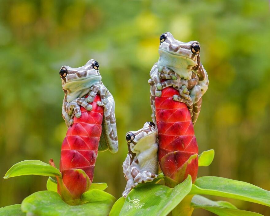 Photographer Takes Pictures Of Small Frogs Using Flowers As Umbrellas And Goes Viral