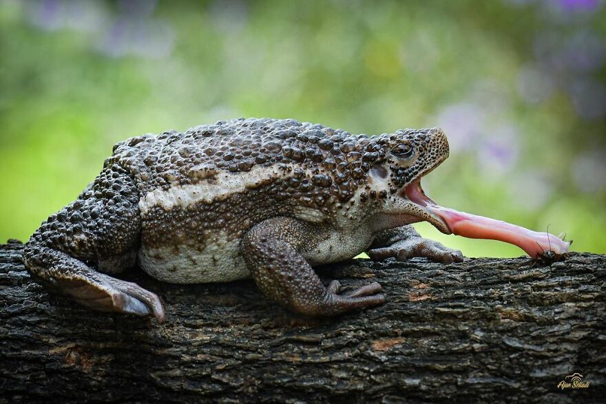 Photographer Takes Pictures Of Small Frogs Using Flowers As Umbrellas And Goes Viral