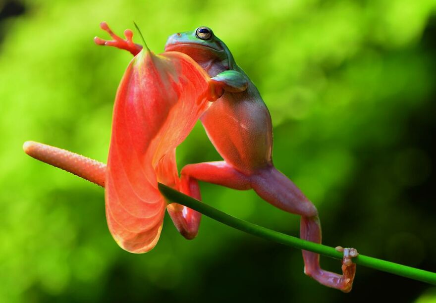 Photographer Takes Pictures Of Small Frogs Using Flowers As Umbrellas And Goes Viral