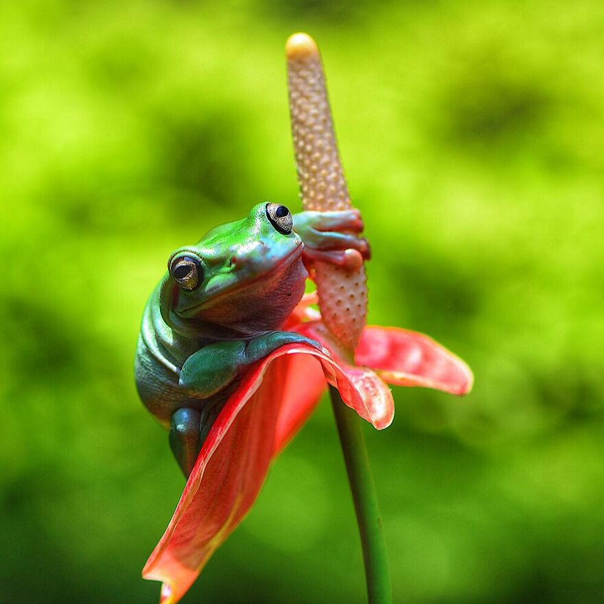 Photographer Takes Pictures Of Small Frogs Using Flowers As Umbrellas And Goes Viral