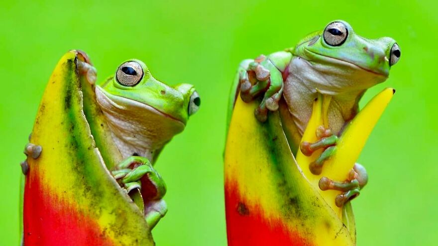 Photographer Takes Pictures Of Small Frogs Using Flowers As Umbrellas And Goes Viral